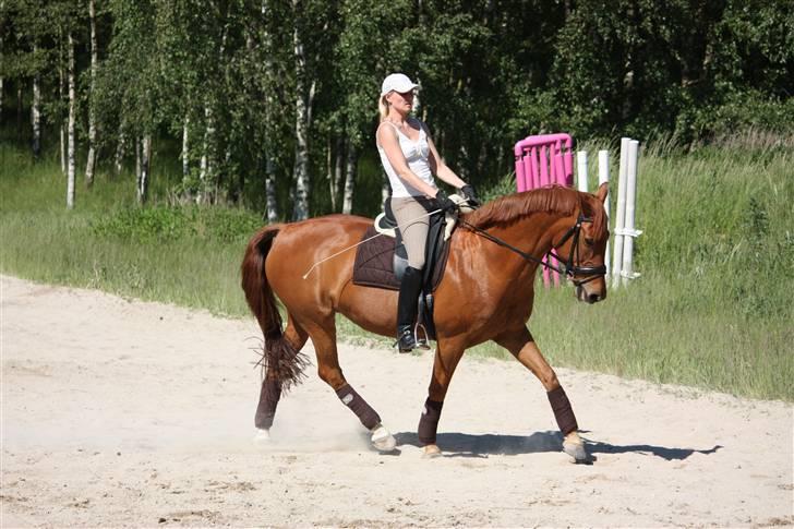 Palomino Nørrevang Gazett billede 11