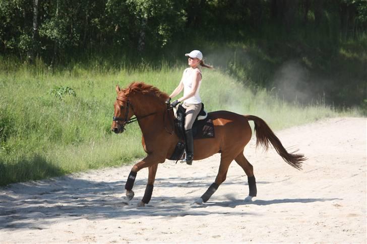 Palomino Nørrevang Gazett billede 12