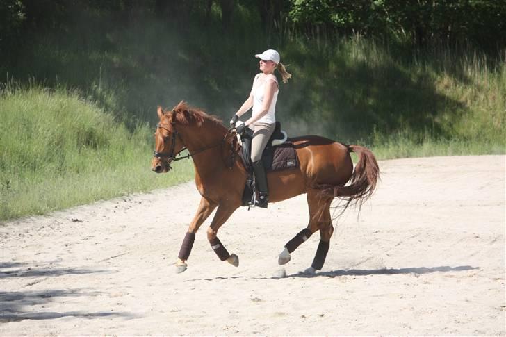 Palomino Nørrevang Gazett billede 13