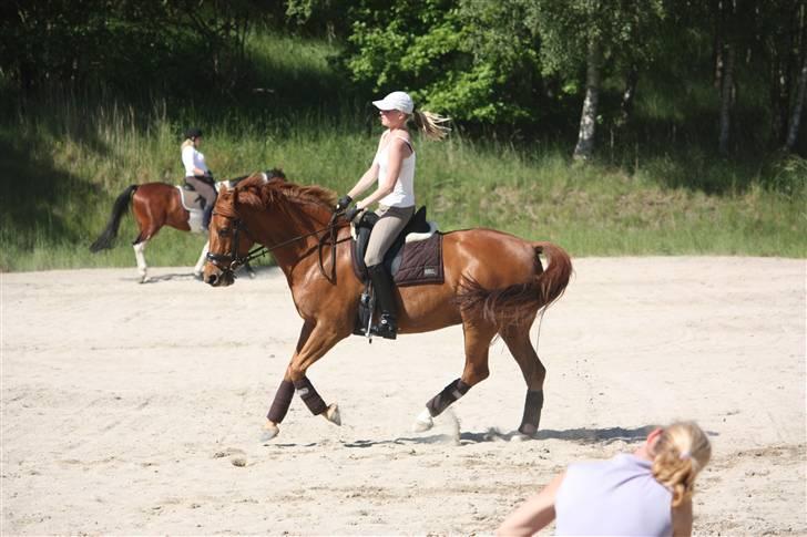 Palomino Nørrevang Gazett billede 15