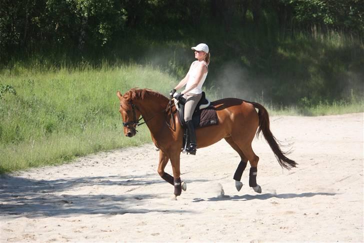 Palomino Nørrevang Gazett billede 16