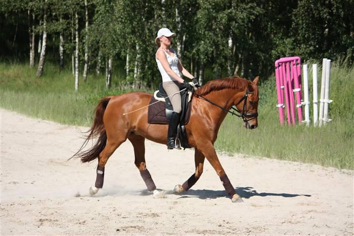 Palomino Nørrevang Gazett billede 17