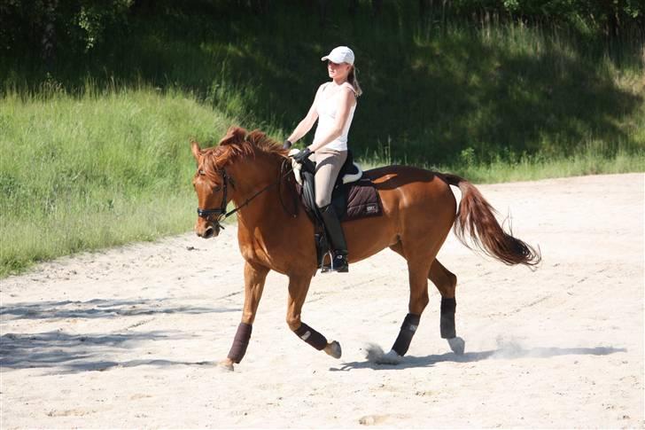 Palomino Nørrevang Gazett billede 18
