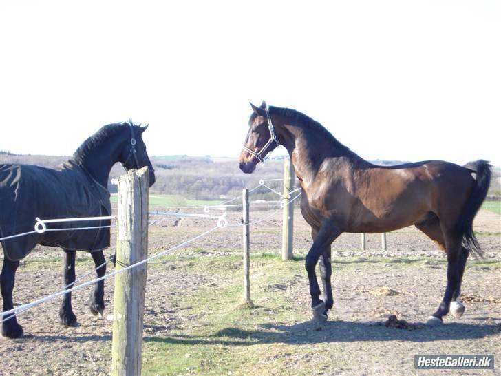 Hannoveraner Sir sandro(Kæmpe) Aflivet billede 5