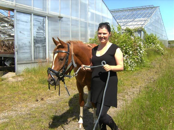 Arabisk fuldblod (OX) Noori-a-li - Solgt billede 16