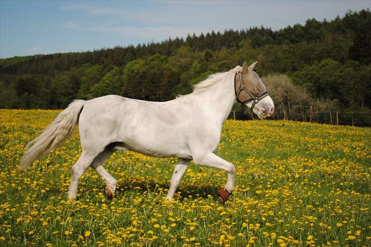 Anden særlig race Sir Camelot - fordi jeg elsker dig mere og mere for hver dag der går <3<3 foto: mig billede 19