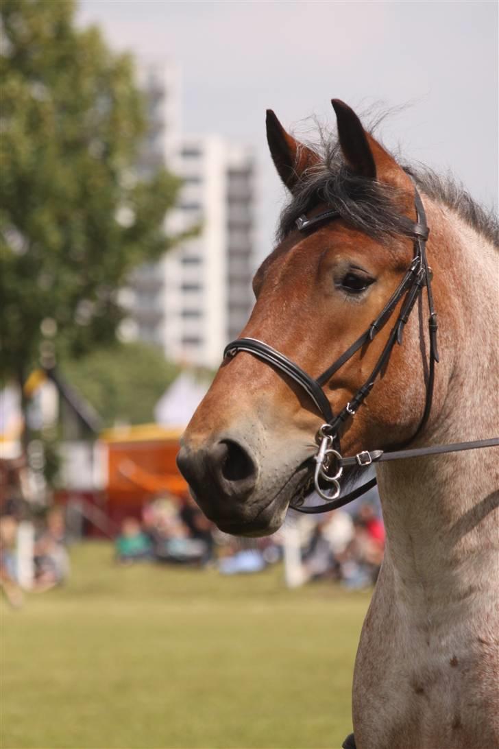 Belgier Dalmoses Bertha (solgt) - Foto: Kristina Outzen billede 14