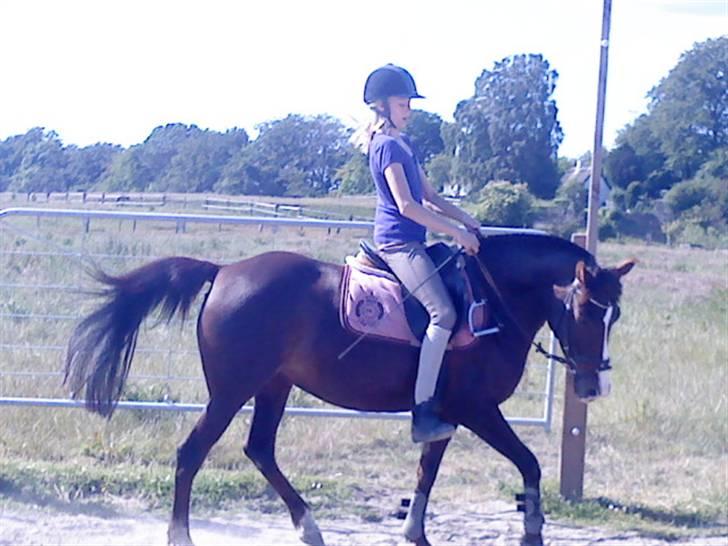 DSP Red Lady billede 15