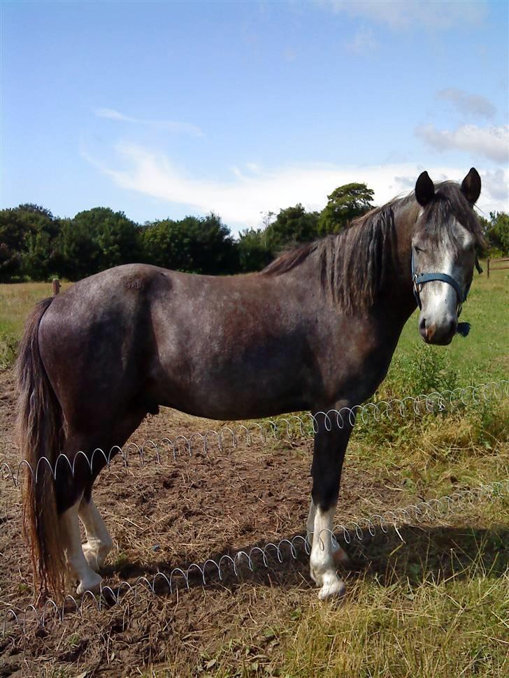 DSP Langdamsgaards Don billede 16