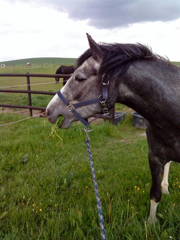 DSP Langdamsgaards Don billede 17