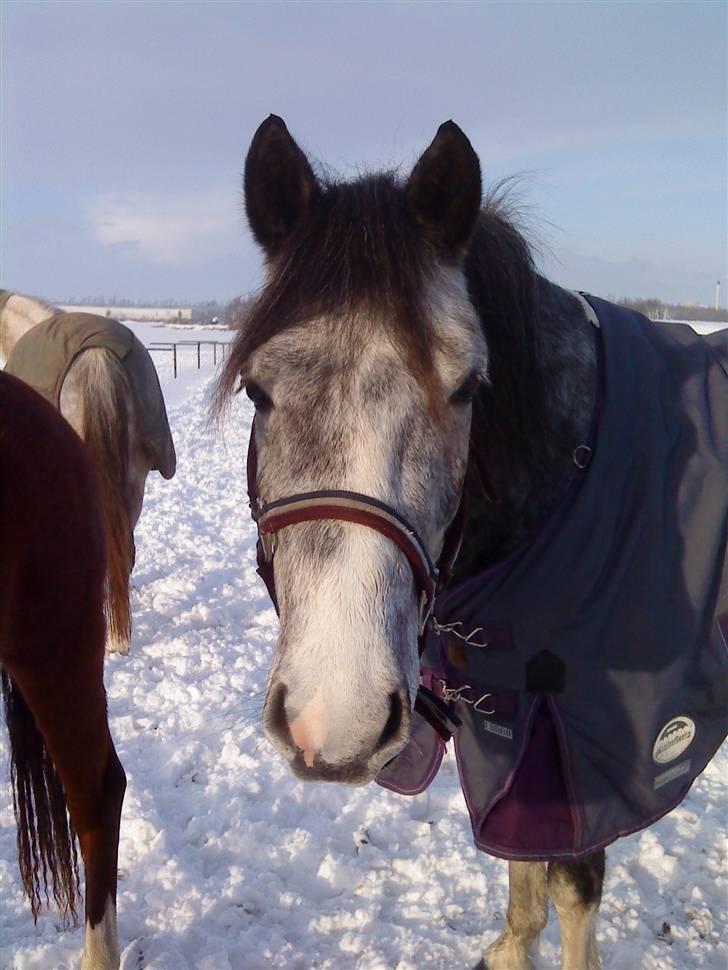 DSP Langdamsgaards Don billede 18