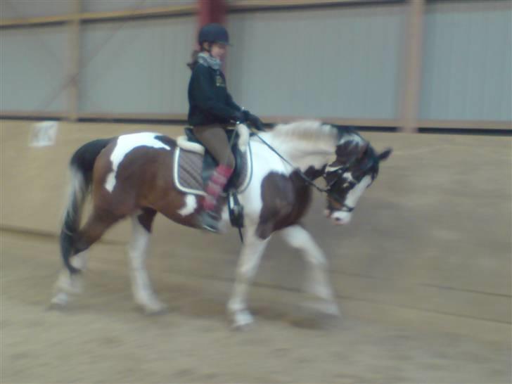 Pinto | Iszpan. - Michelle og Iszpan red lidt dressur, han kan sku da godt :) billede 9