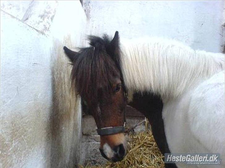 Anden særlig race Shira=]<3 - Velkommen til Shiras profil<3 håber du ligger en kommentar & bedømmelse =] Har fået bilederne af Maria W. <333 billede 1