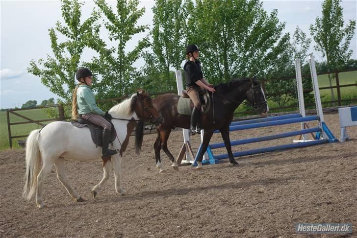 Anden særlig race Shira=]<3 billede 7