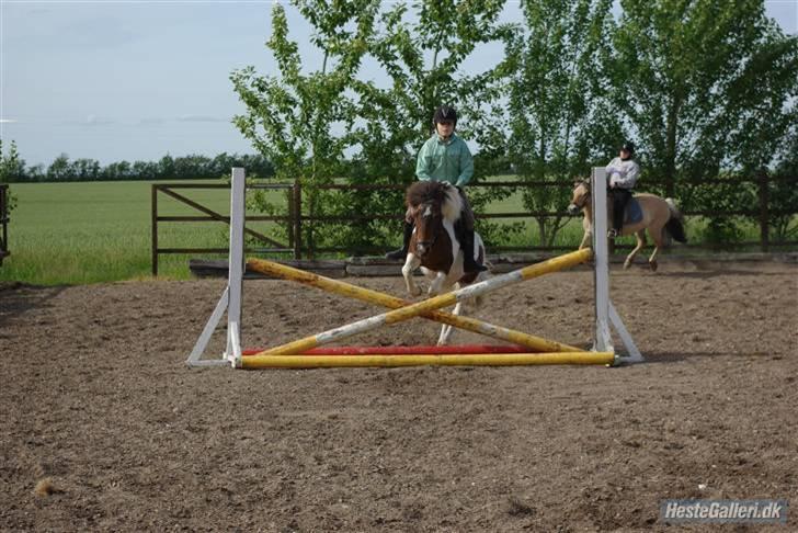 Anden særlig race Shira=]<3 billede 8