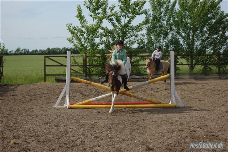 Anden særlig race Shira=]<3 billede 9