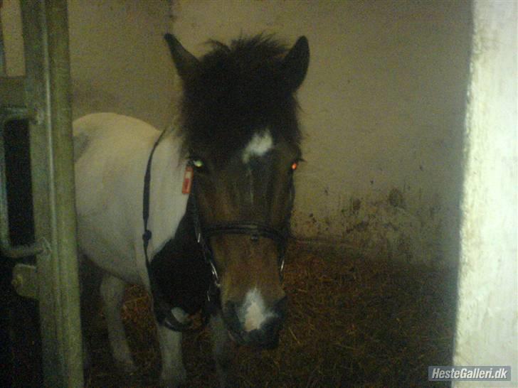 Anden særlig race Shira=]<3 billede 10