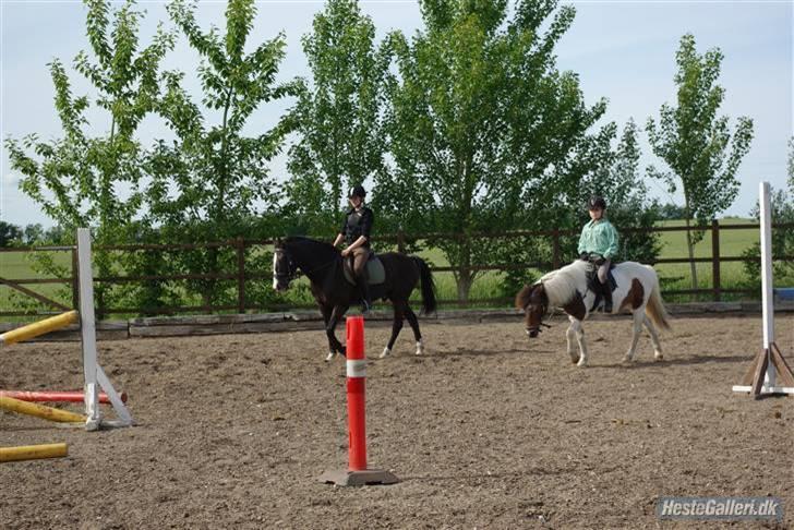 Anden særlig race Shira=]<3 billede 11