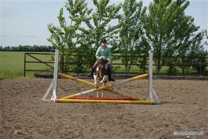 Anden særlig race Shira=]<3 billede 13