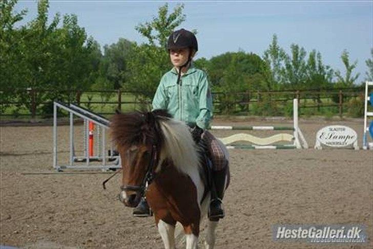 Anden særlig race Shira=]<3 billede 14