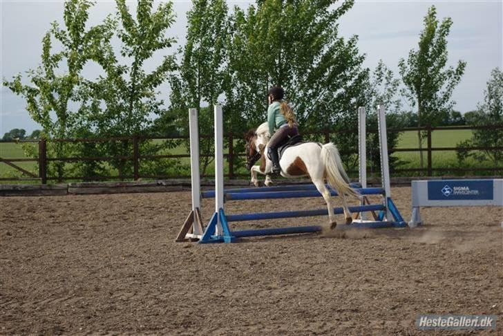 Anden særlig race Shira=]<3 billede 15