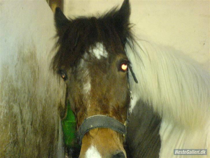 Anden særlig race Shira=]<3 billede 16