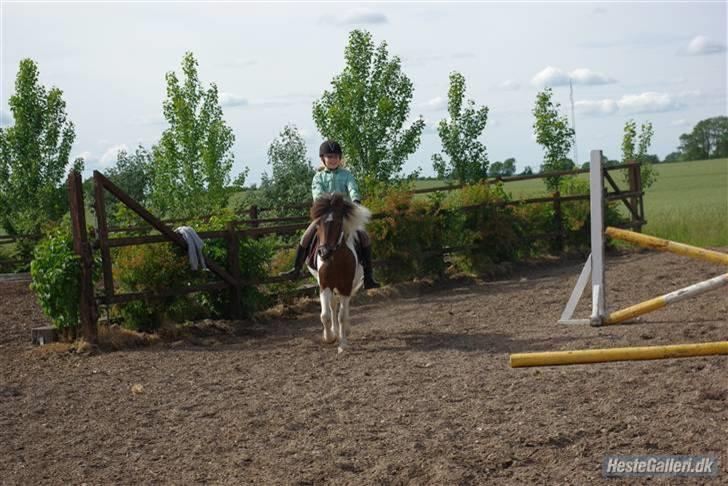 Anden særlig race Shira=]<3 billede 18