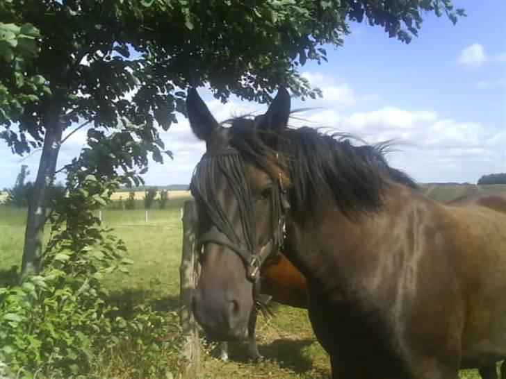 Anden særlig race Gabby billede 1