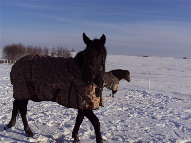 Anden særlig race Gabby billede 2