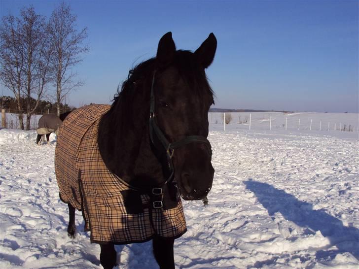 Anden særlig race Gabby billede 3
