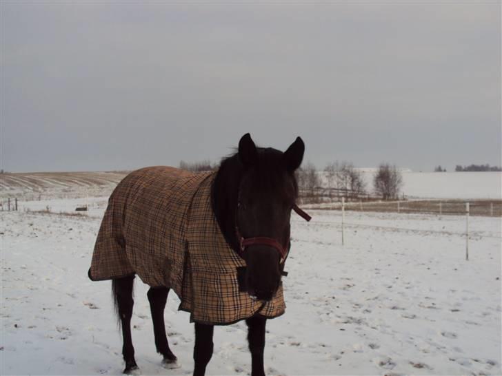 Anden særlig race Gabby billede 4
