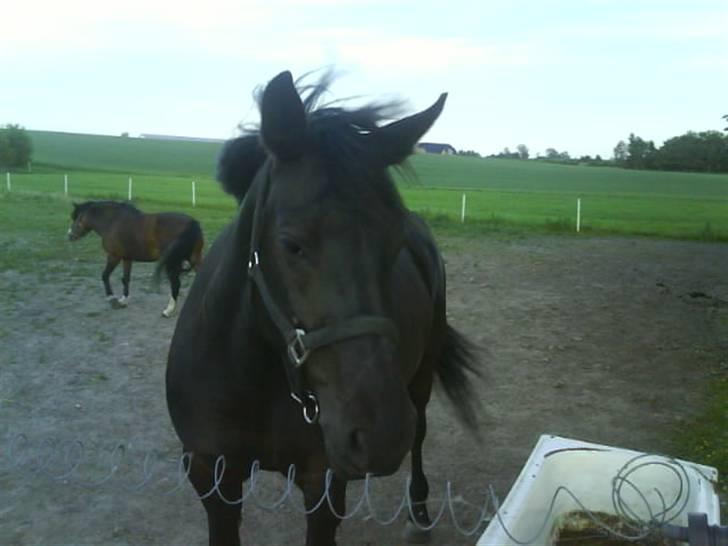 Anden særlig race Gabby billede 5