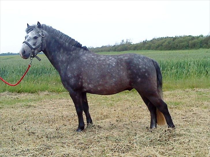 Welsh Pony af Cob-type (sec C) ¤Oliver¤.. - Oliver i opstilling  billede 1