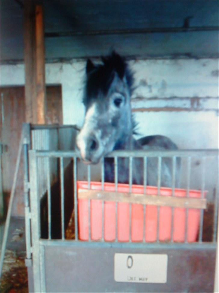 Welsh Pony af Cob-type (sec C) ¤Oliver¤.. - Min alt for skønne ´PONI.. <´3  Foto: MIG.  billede 2