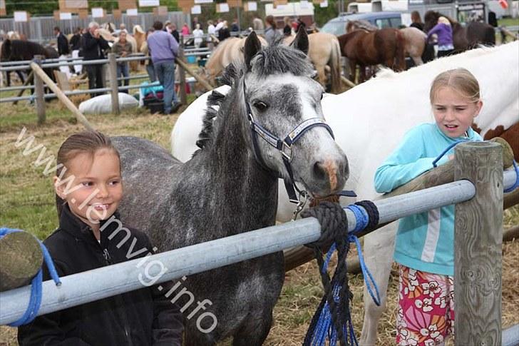 Welsh Pony af Cob-type (sec C) ¤Oliver¤.. - Nye ejer og Oliver billede 3