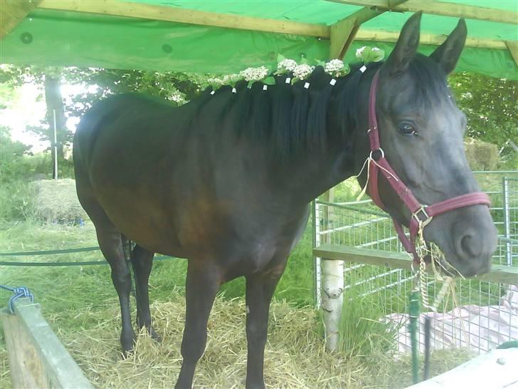 Anden særlig race Gabby billede 6