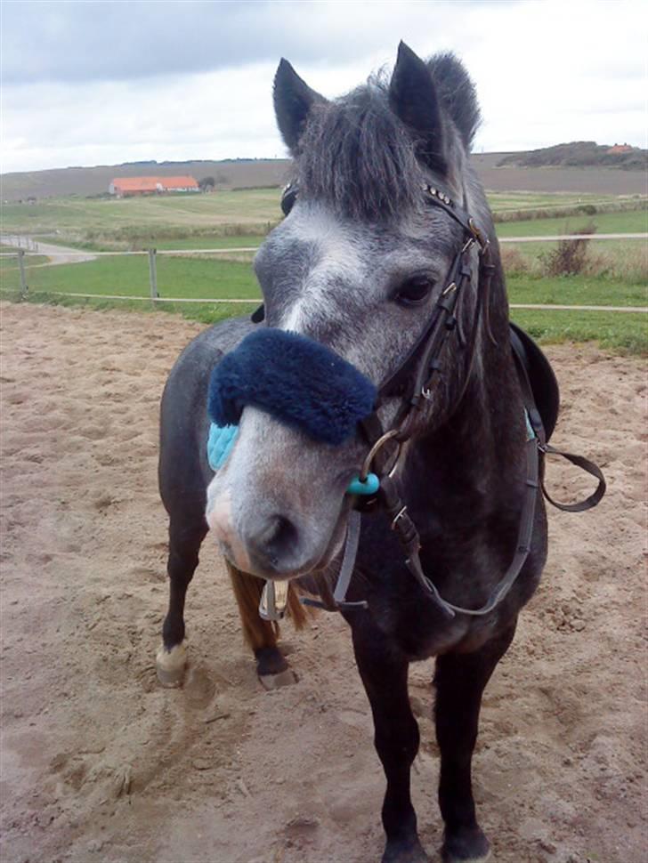 Welsh Pony af Cob-type (sec C) ¤Oliver¤.. - smuk  Foto: MIG ;) billede 4