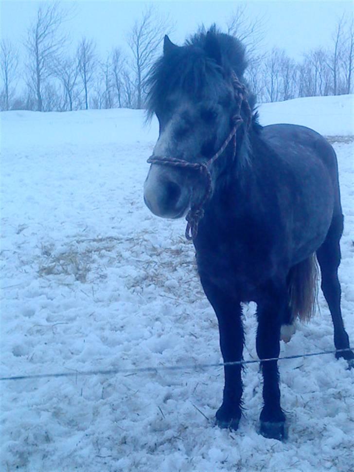 Welsh Pony af Cob-type (sec C) ¤Oliver¤.. - Elsk det gør jeg sq    Foto: MIiig billede 5