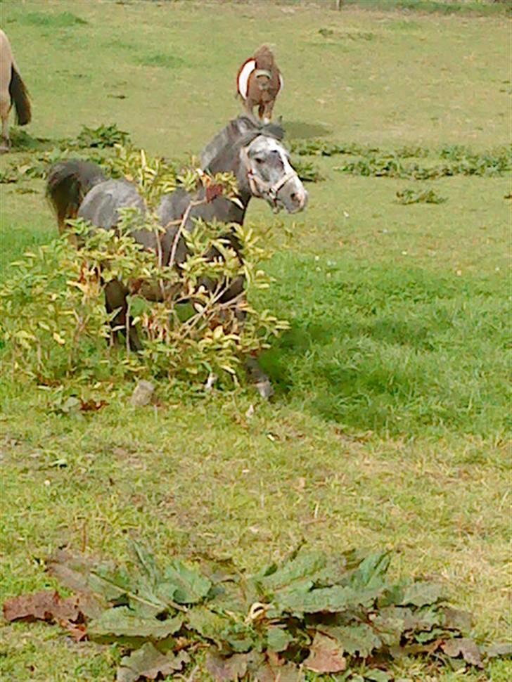 Welsh Pony af Cob-type (sec C) ¤Oliver¤.. - Ej hvor er du fin skat<3¨  Foto: MIG ;) billede 7