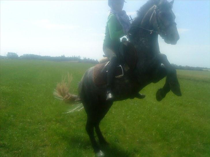 Welsh Pony af Cob-type (sec C) ¤Oliver¤.. - Oliver stejler på komando <´3 Foto: Mia  billede 8