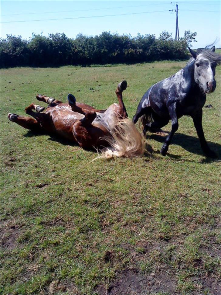 Welsh Pony af Cob-type (sec C) ¤Oliver¤.. - mega godt billede xD             Foto: MIG :p billede 9