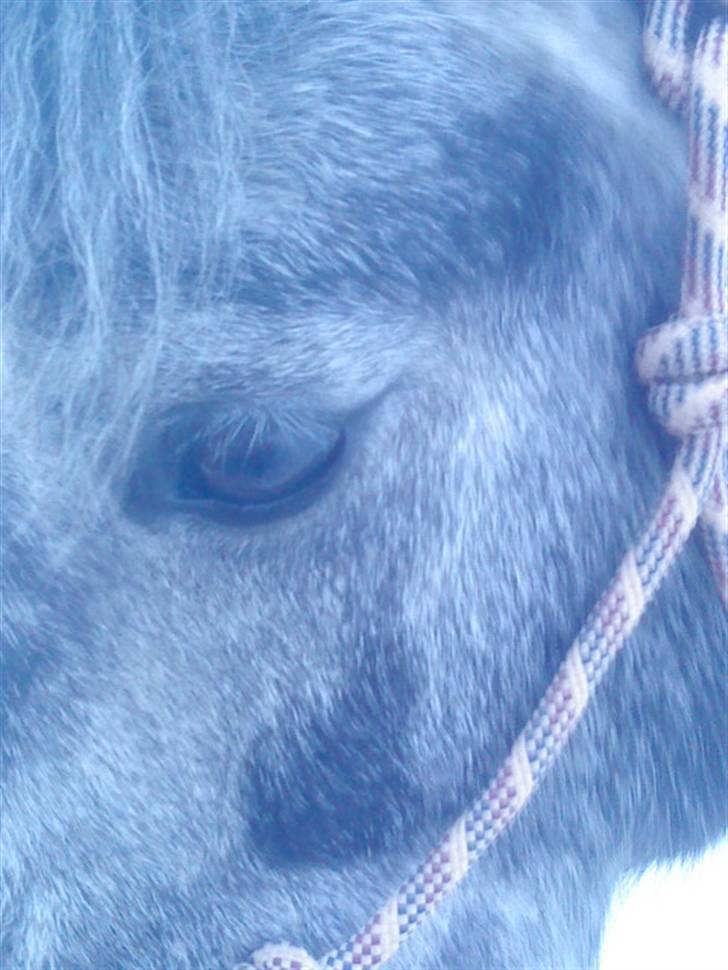 Welsh Pony af Cob-type (sec C) ¤Oliver¤.. - Oliver i love you :´) billede 10