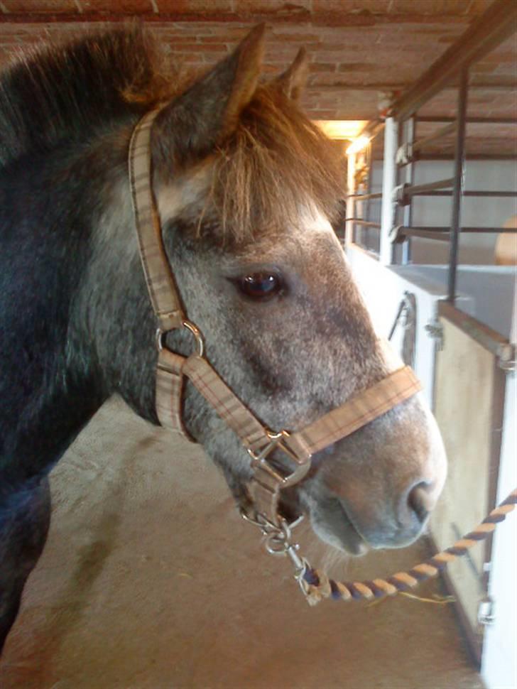 Welsh Pony af Cob-type (sec C) ¤Oliver¤.. - du er og bliver smuk!   Foto: MIG ..  billede 11