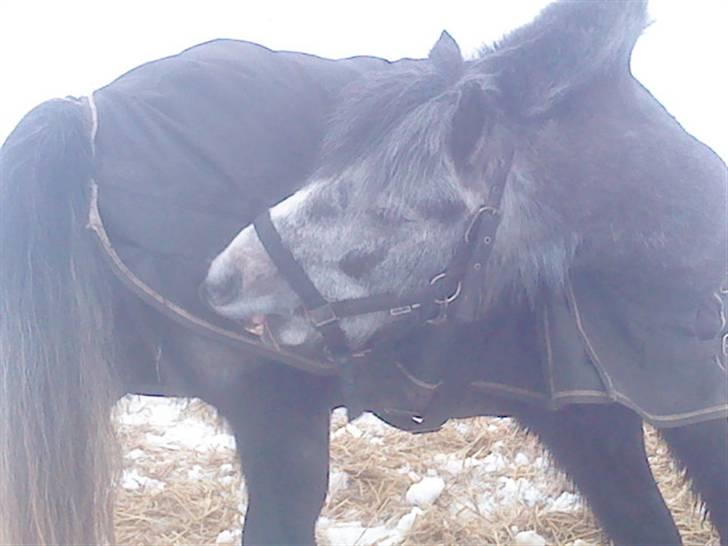 Welsh Pony af Cob-type (sec C) ¤Oliver¤.. - Det bar´ dejlig  Foto: MIG  billede 12