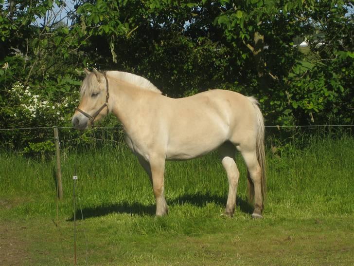 Fjordhest Kaia Halsnæs billede 1