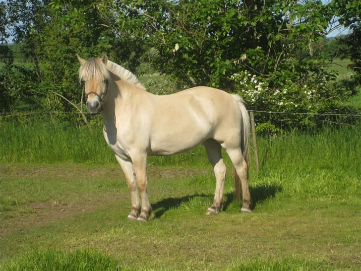 Fjordhest Kaia Halsnæs - Fantastisk udtryk!!!! billede 2