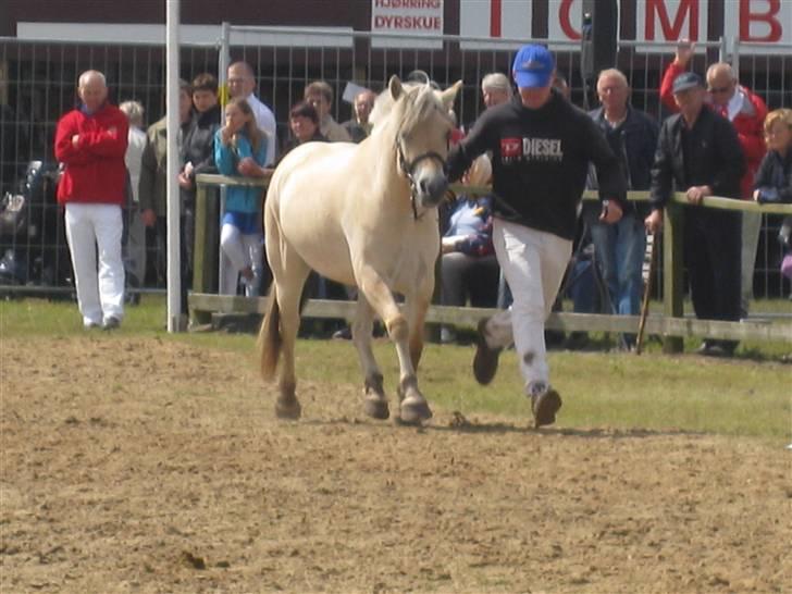 Fjordhest Kaia Halsnæs - Thomas og Kaia i fuld firspring til Hjørring Dyrskue 09 billede 4