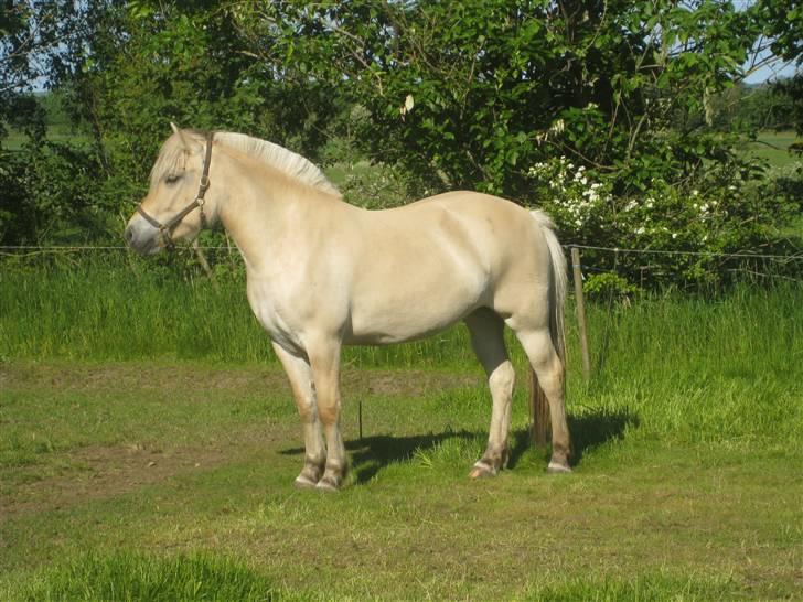 Fjordhest Kaia Halsnæs billede 5