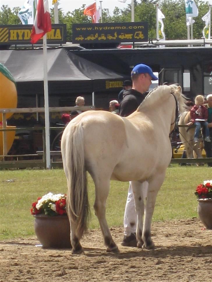 Fjordhest Kaia Halsnæs billede 6