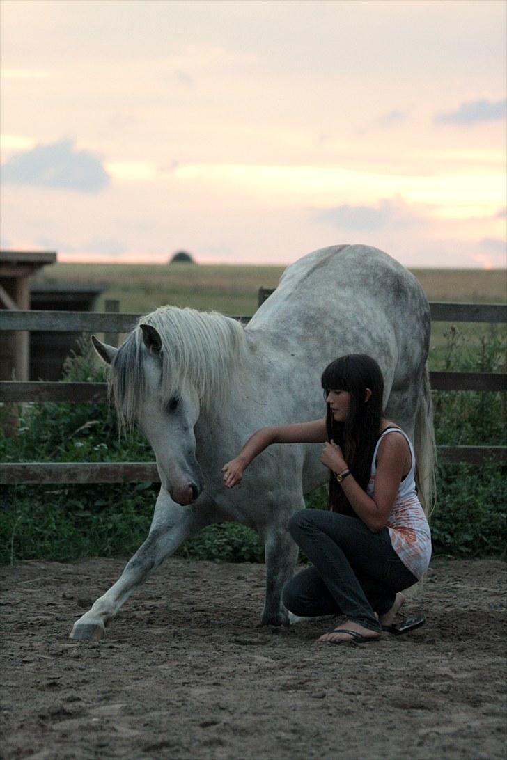 Lusitano Urque - 2 # Urque nejer i aftensolen <3    Juli 2010 billede 2